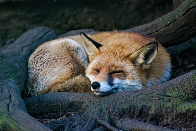 Image of an orange fox sleeping.